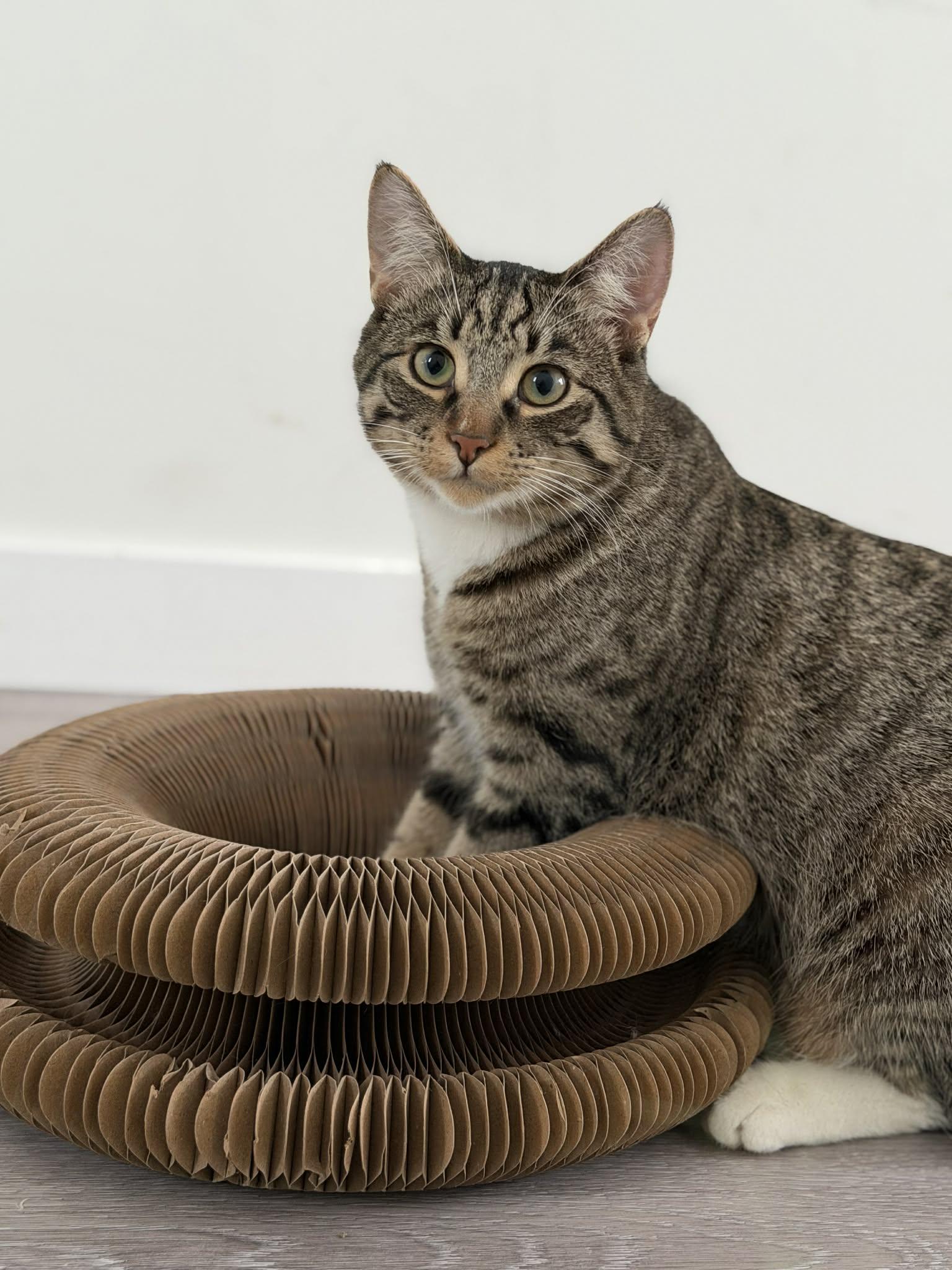 Enlarge Woody, a Adoptable mixed breed in Steinbach, MB image 2/6