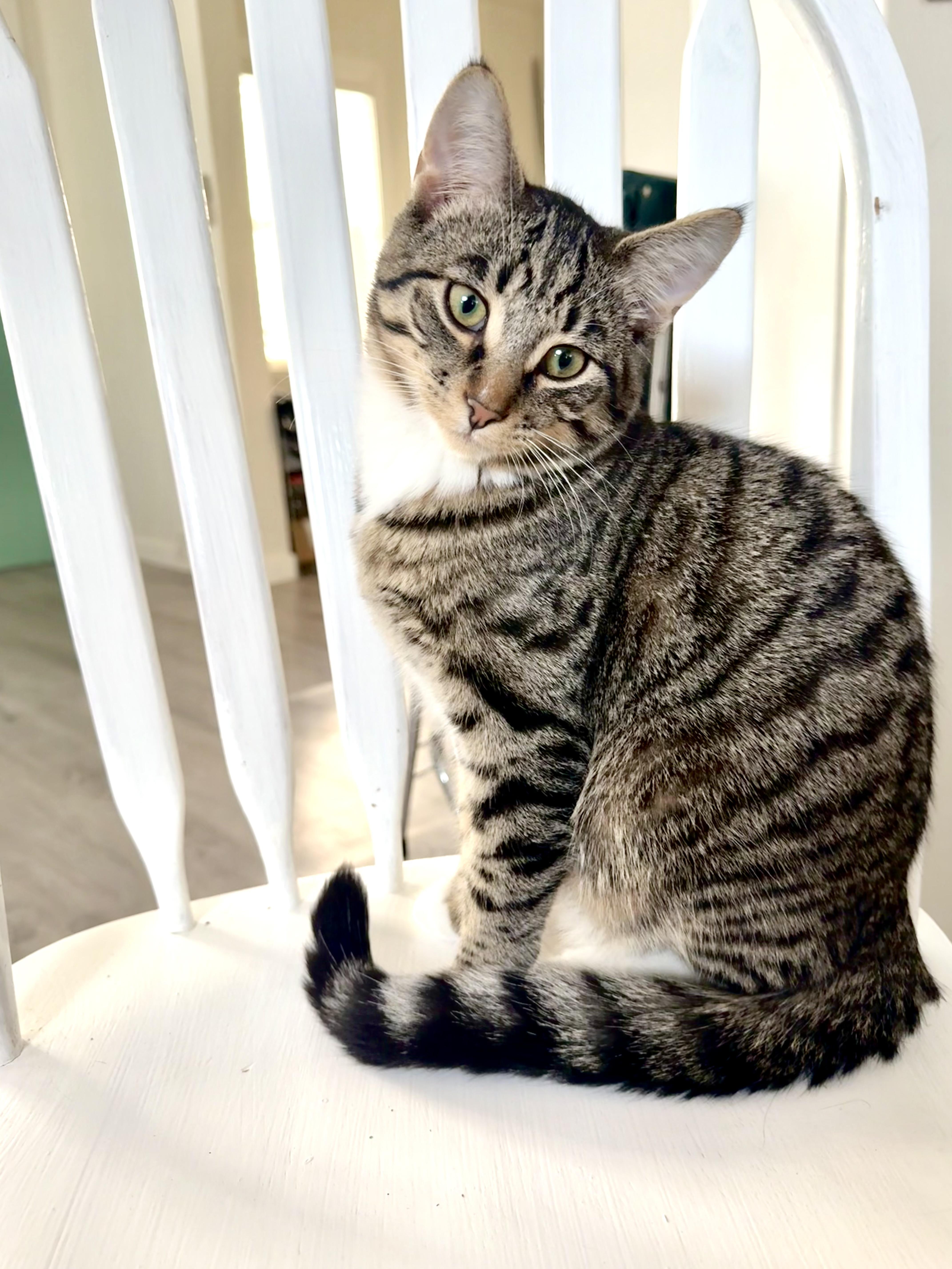 Woody, Adoptable, Young Male Domestic Short Hair.