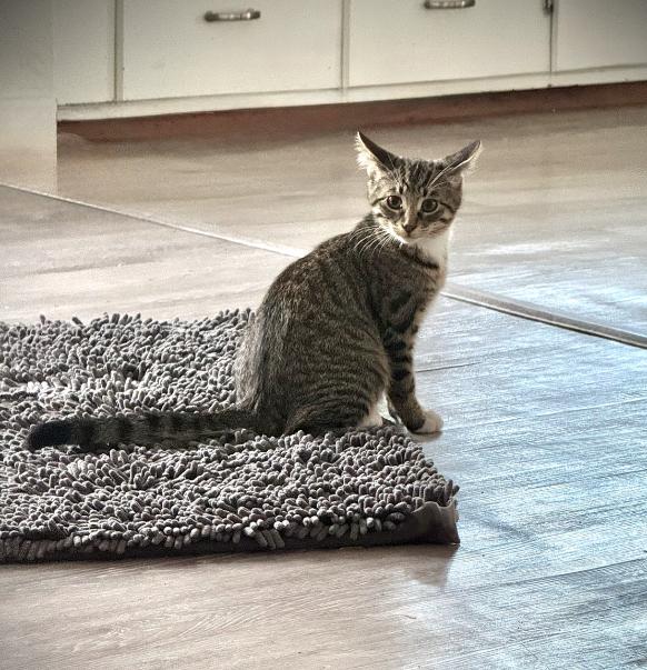 Woody, a Adoptable mixed breed in Steinbach, MB image 2/6