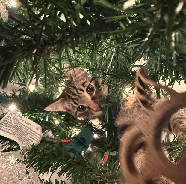 Woody, a Adoptable mixed breed in Steinbach, MB image 3/6