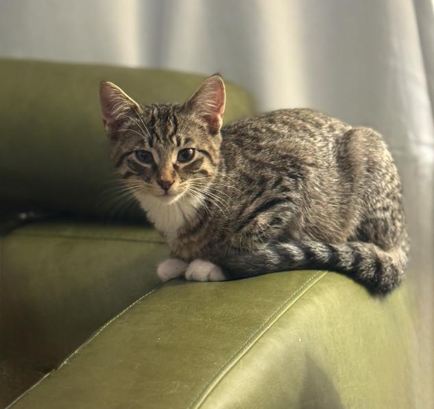 Woody, a Adoptable mixed breed in Steinbach, MB image 4/6