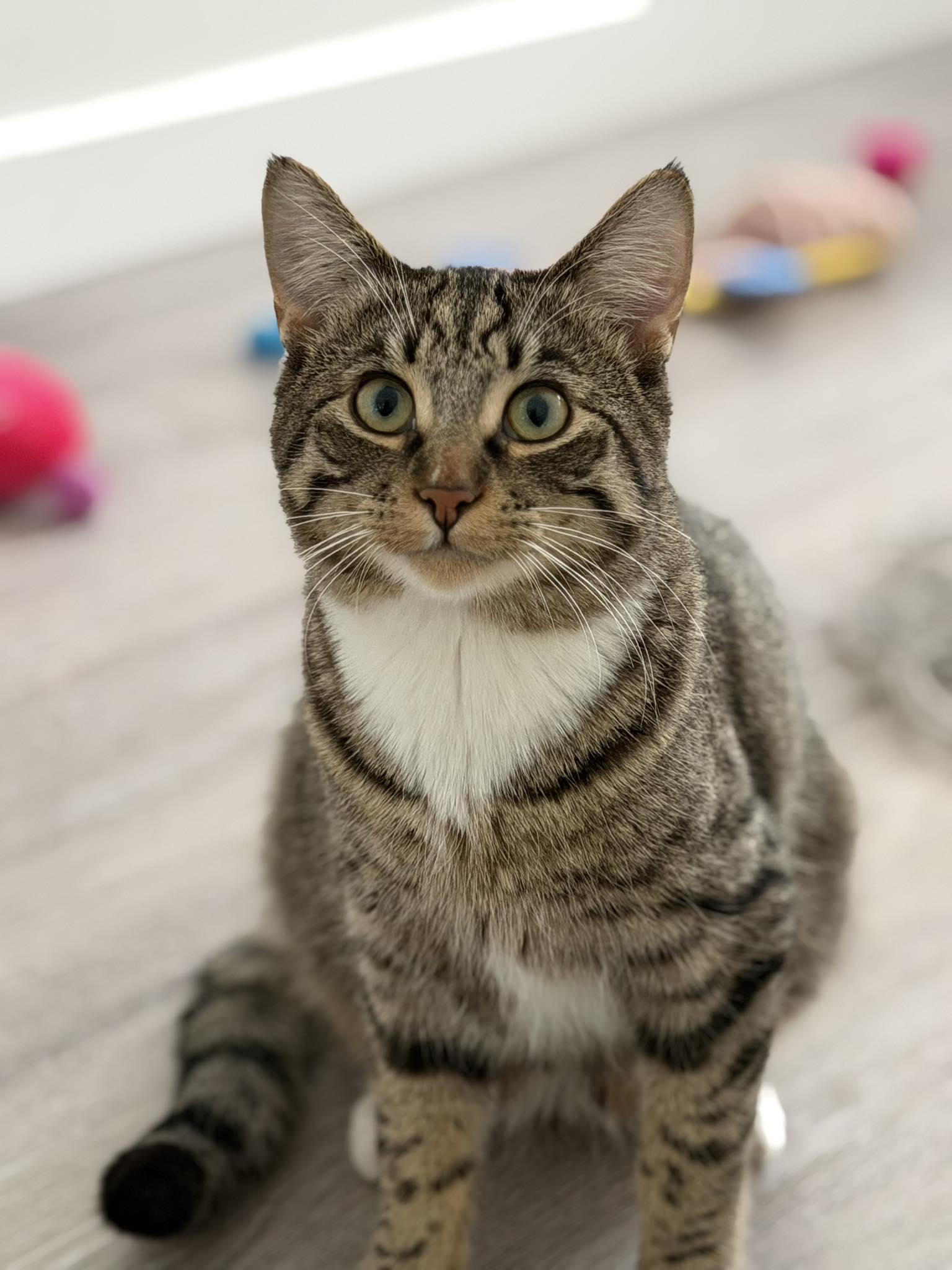 Enlarge Woody, a Adoptable mixed breed in Steinbach, MB image 4/6