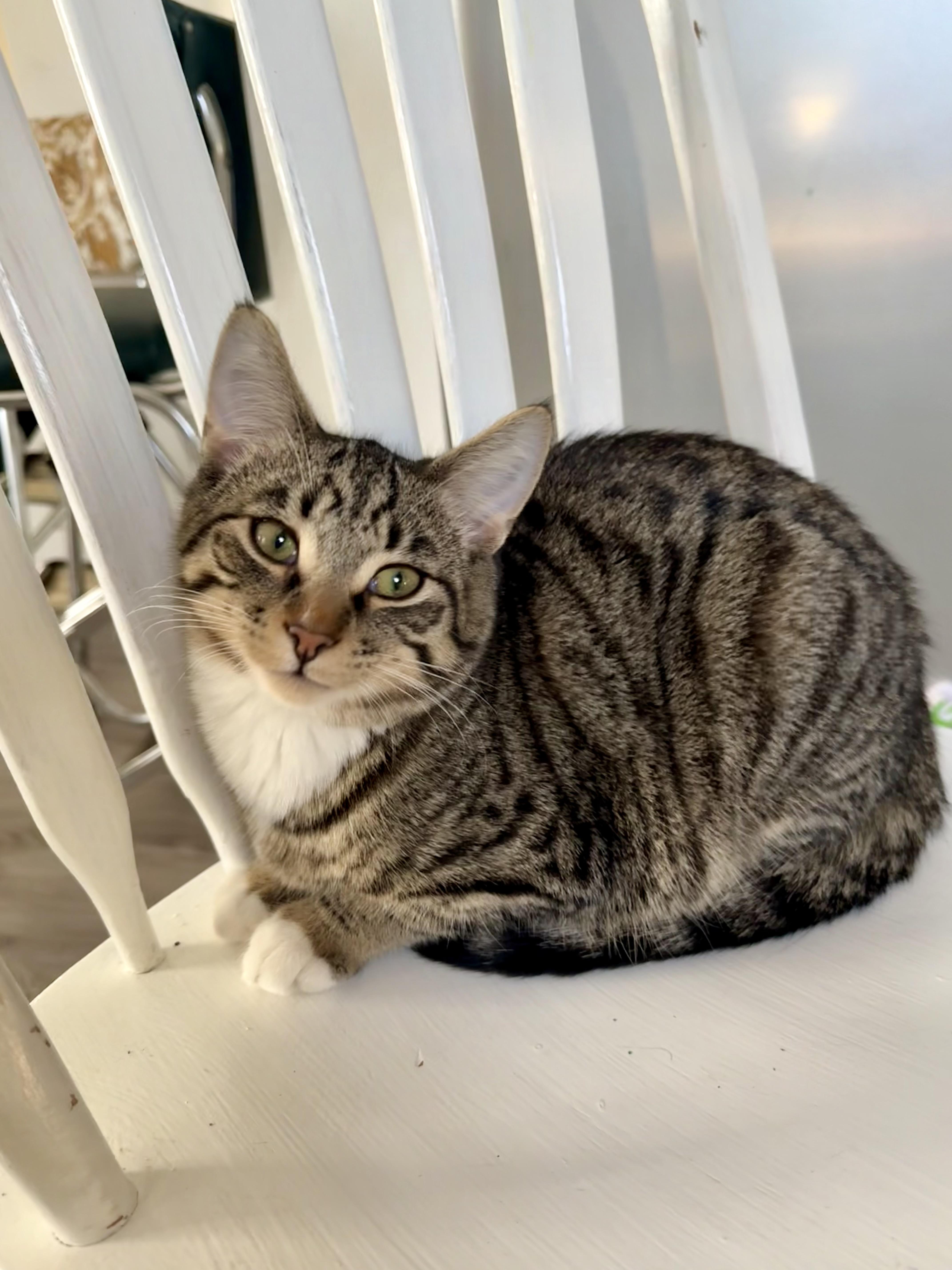 Woody, a Adoptable mixed breed in Steinbach, MB image 5/6