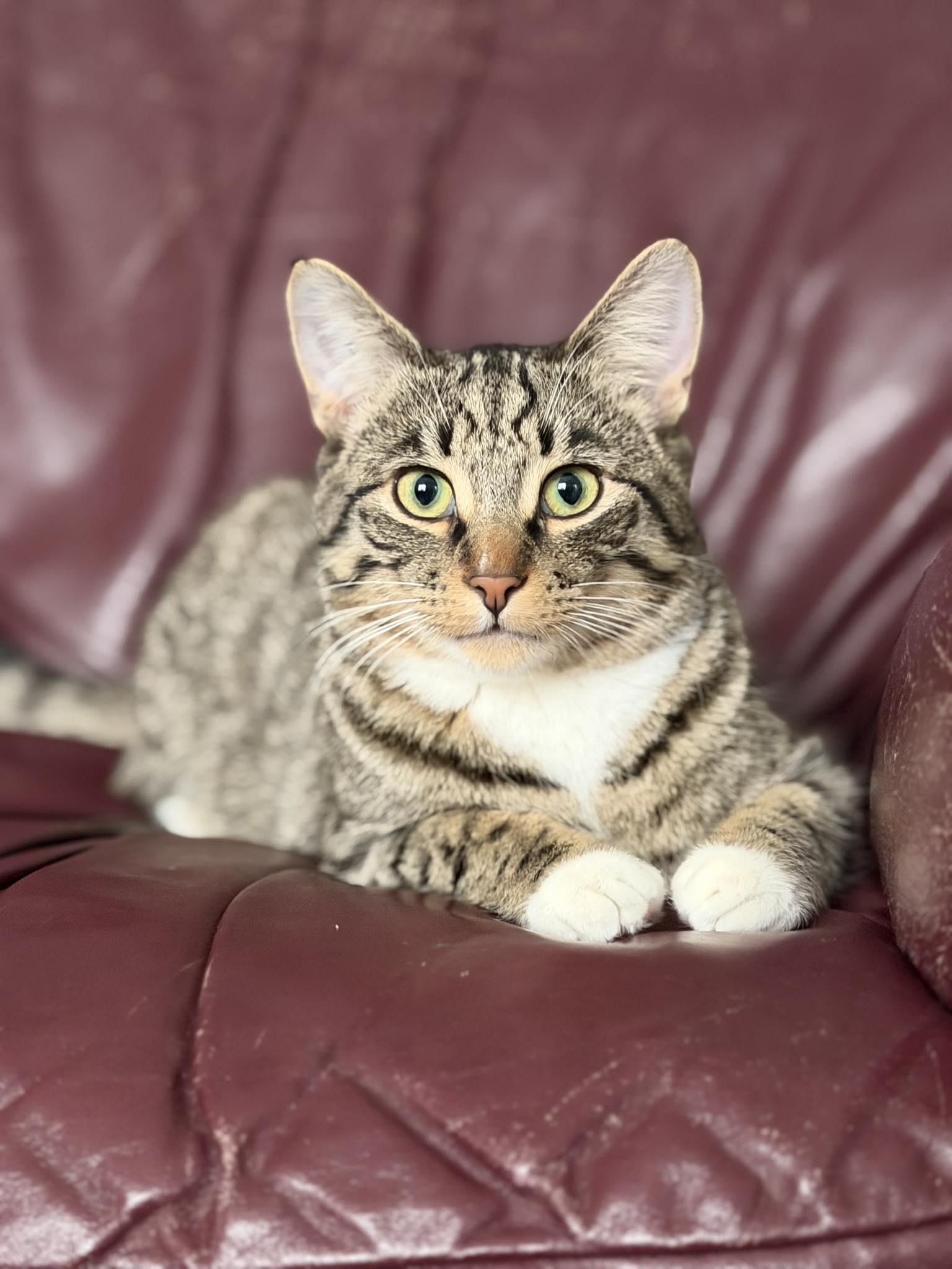 Enlarge Woody, a Adoptable mixed breed in Steinbach, MB image 5/6