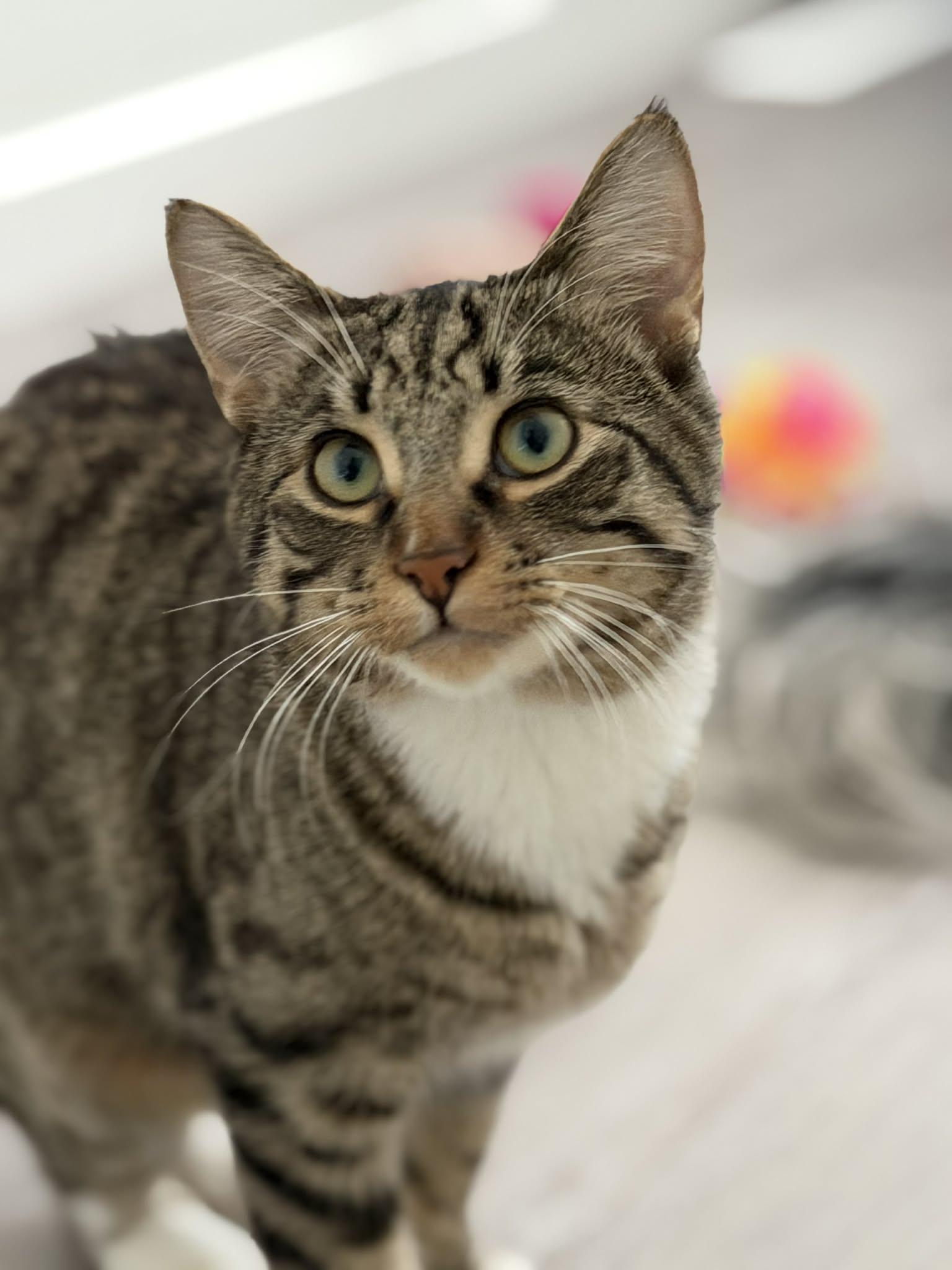 Enlarge Woody, a Adoptable mixed breed in Steinbach, MB image 6/6