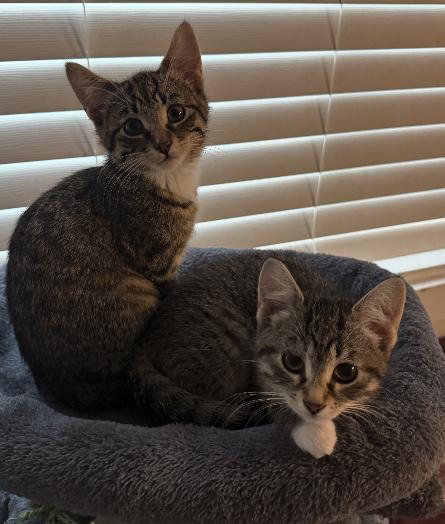 Woody, a Adoptable mixed breed in Steinbach, MB image 6/6