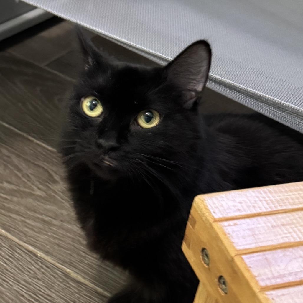 Barbara Jean, Adoptable, Young Female Domestic Long Hair.