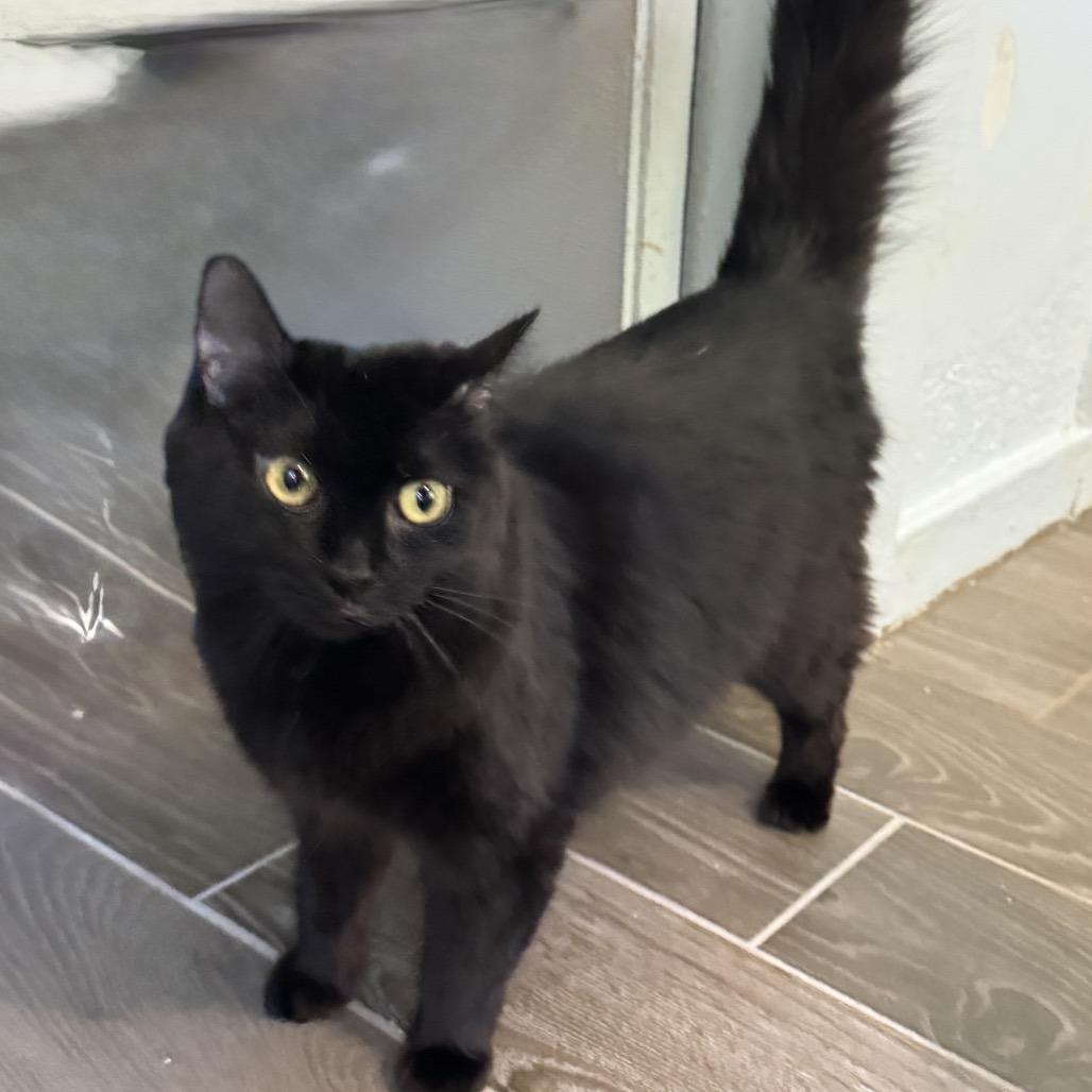 Barbara Jean, a Adoptable Domestic Long Hair in Richland, MI image 2/5