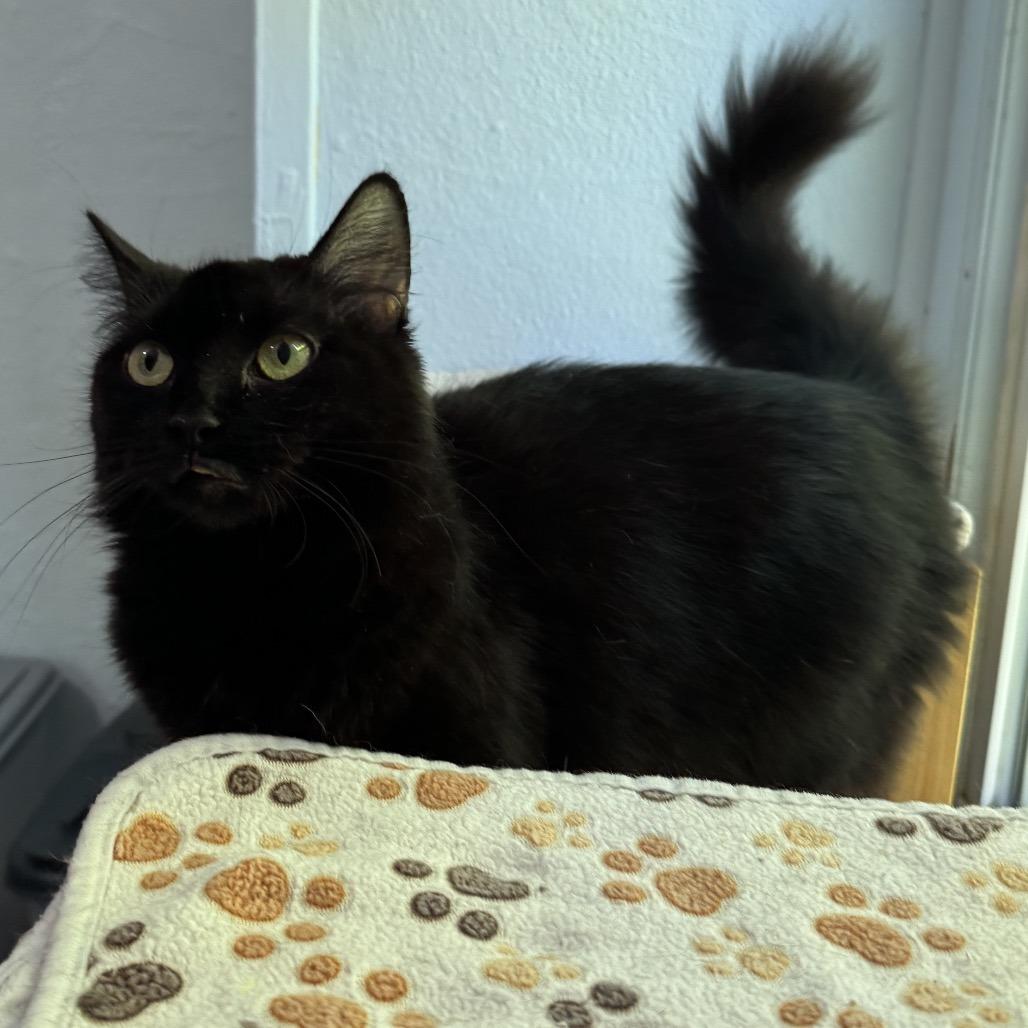 Barbara Jean, a Adoptable Domestic Long Hair in Richland, MI image 3/5