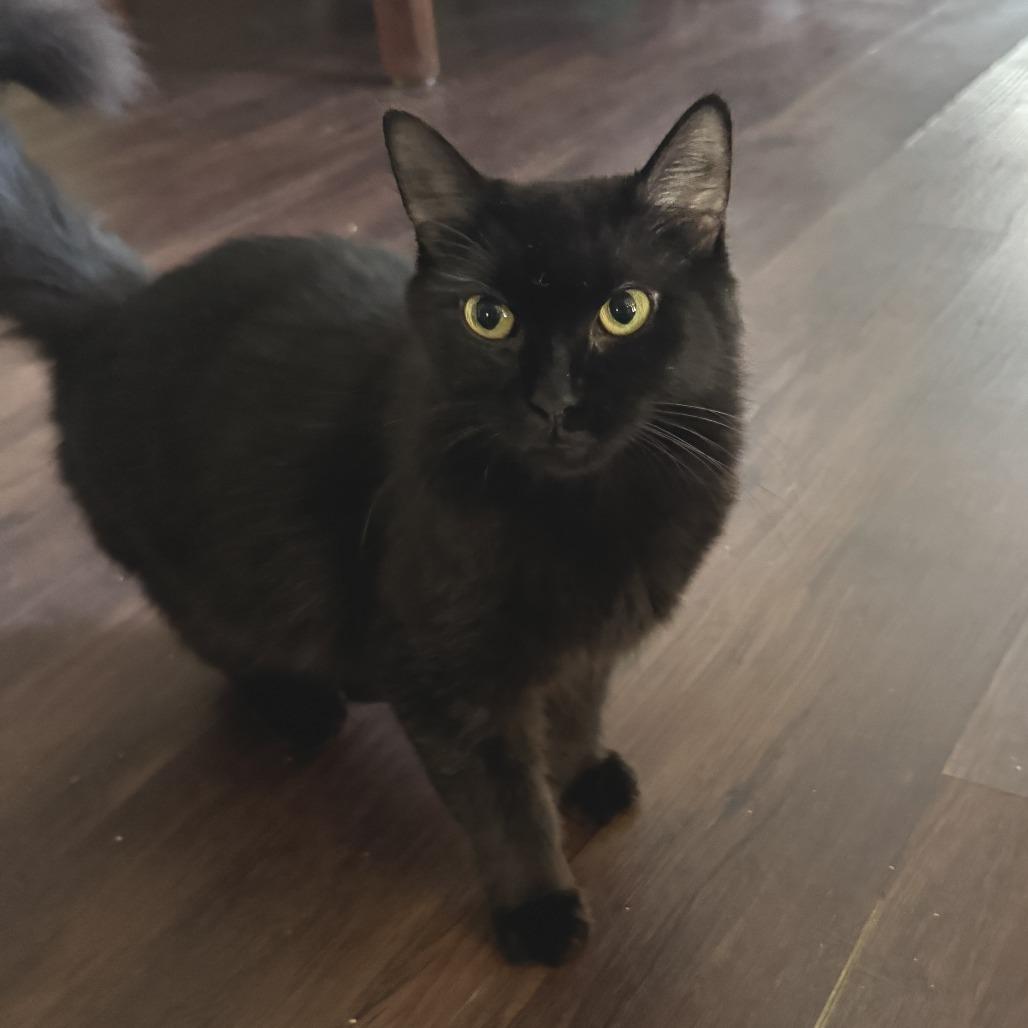 Barbara Jean, a Adoptable Domestic Long Hair in Richland, MI image 4/5