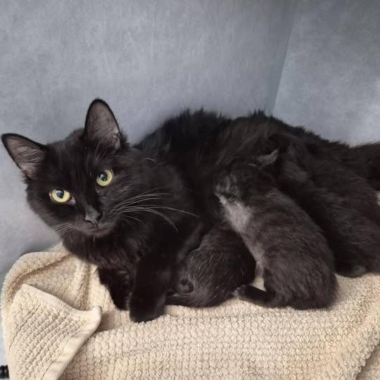 Barbara Jean, a Adoptable Domestic Long Hair in Richland, MI image 5/5