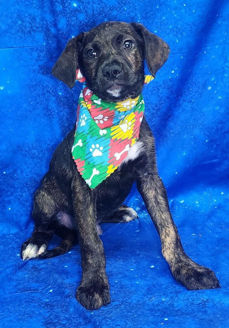 260304 Big Paw — thumbnail 3