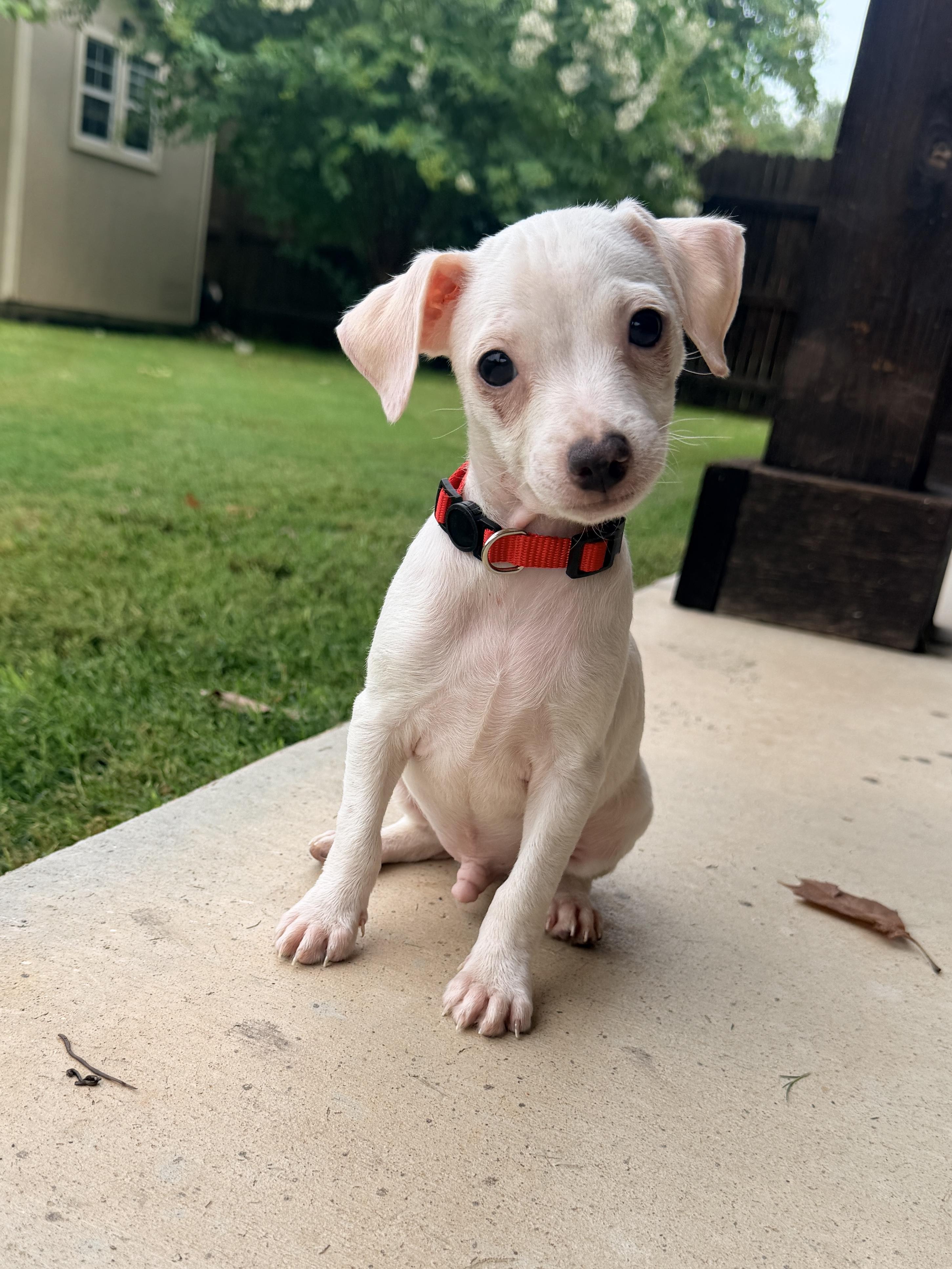 Teddy, adopted, Puppy Male Chihuahua.