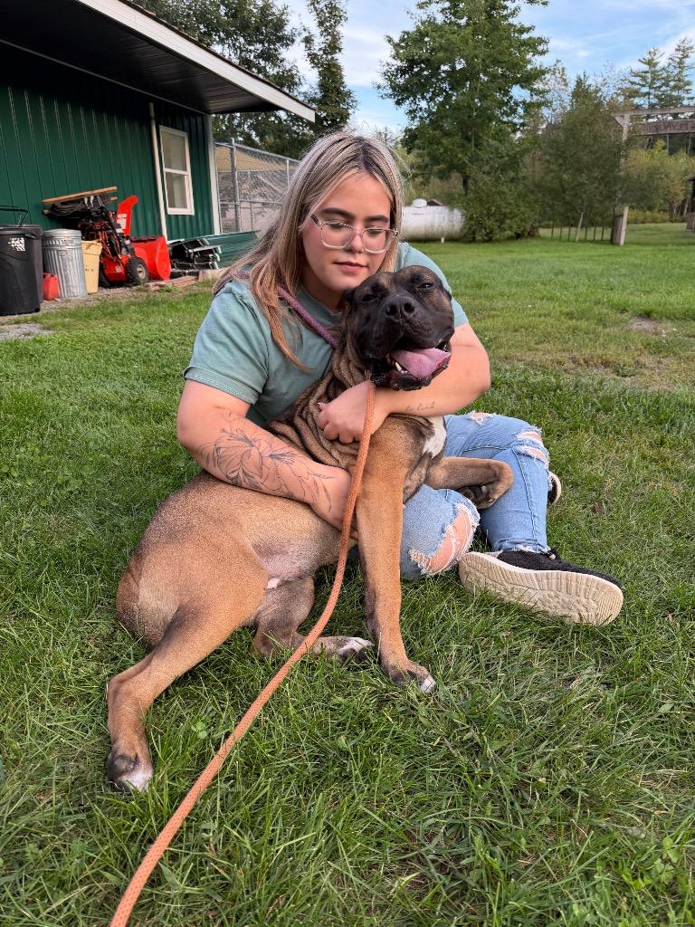 Enlarge Lidian, a Adoptable Presa Canario in Glenfield, NY image 1/6