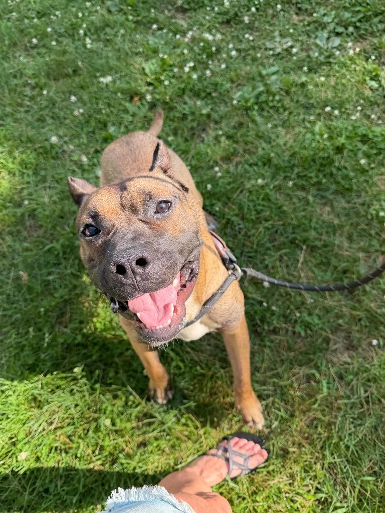 Enlarge Lidian, a Adoptable Presa Canario in Glenfield, NY image 2/6