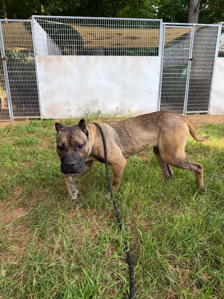 Enlarge Lidian, a Adoptable Presa Canario in Glenfield, NY image 3/6
