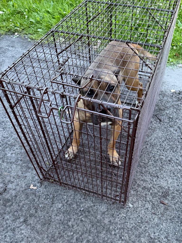 Enlarge Lidian, a Adoptable Presa Canario in Glenfield, NY image 4/6