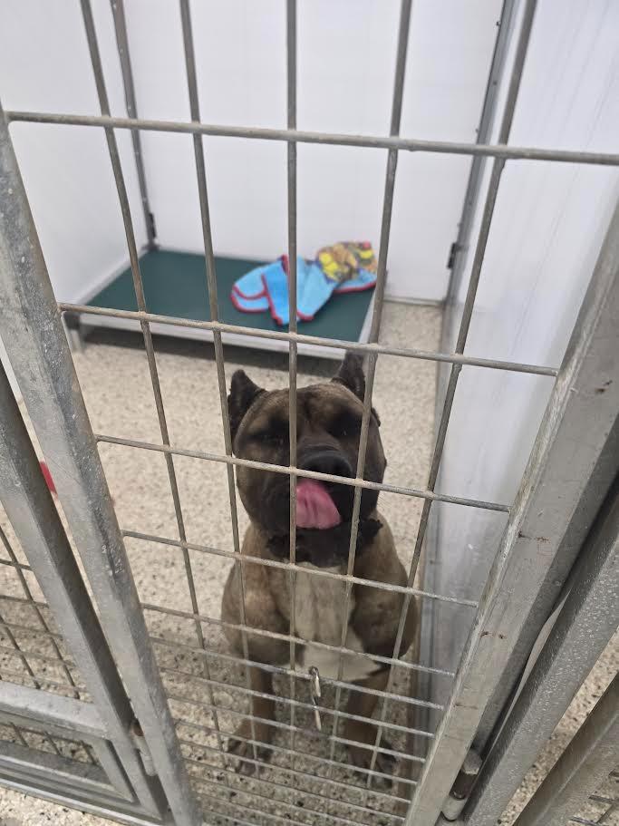 Enlarge Lidian, a Adoptable Presa Canario in Glenfield, NY image 5/6