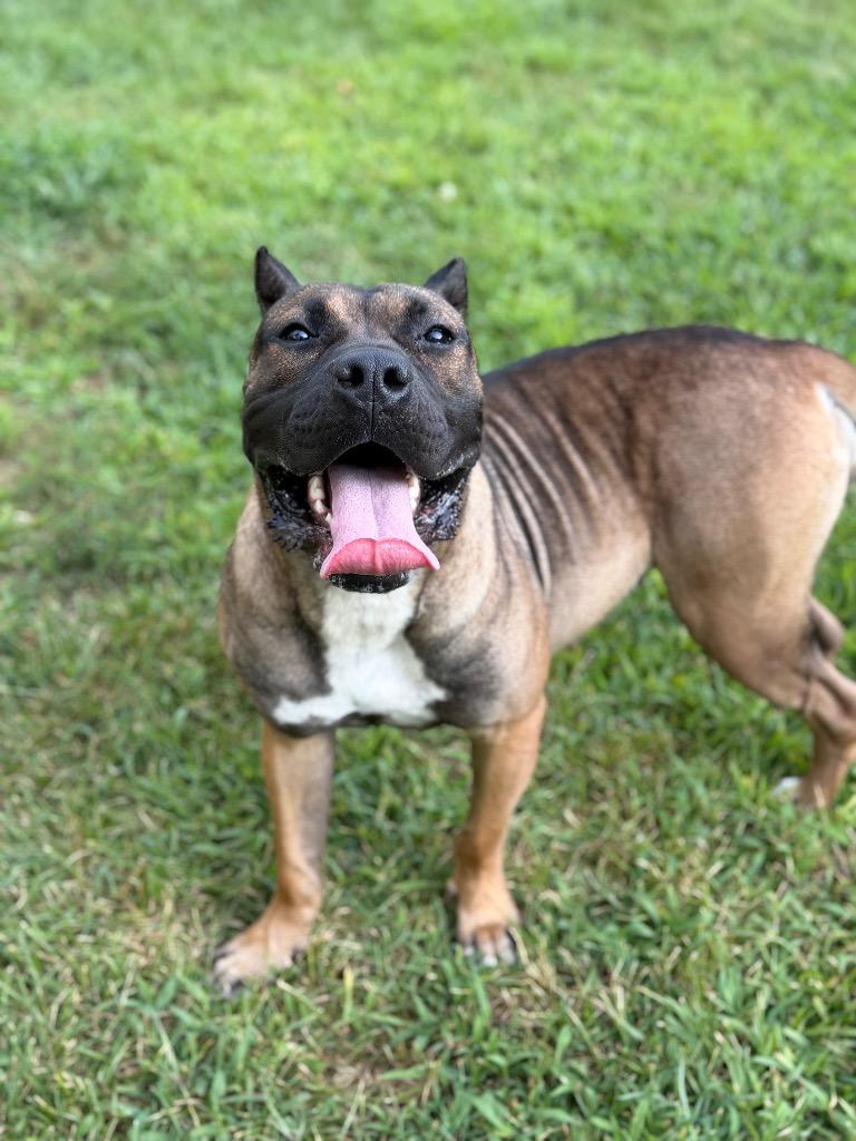 Enlarge Lidian, a Adoptable Presa Canario in Glenfield, NY image 6/6