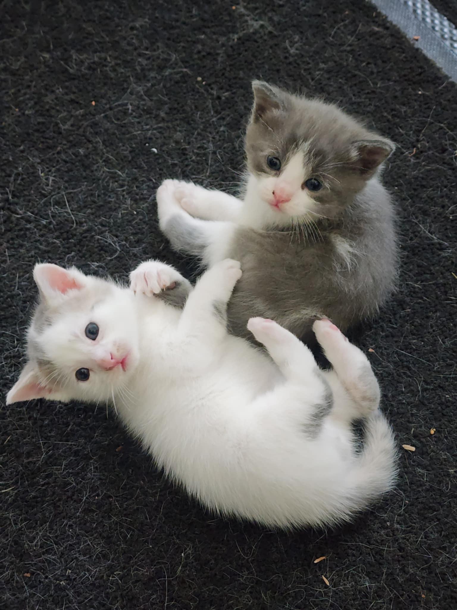 Mango and Frosty, Baby Male Domestic Medium Hair