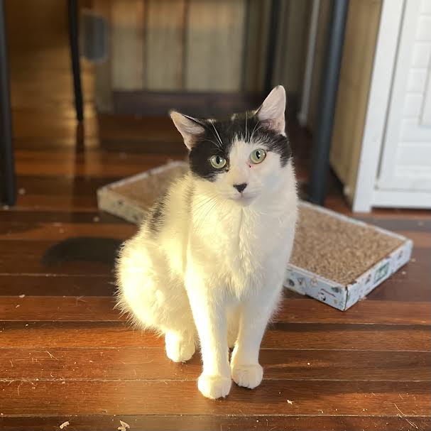 Claire, a Adoptable Domestic Short Hair in Port Wentworth, GA image 1/3