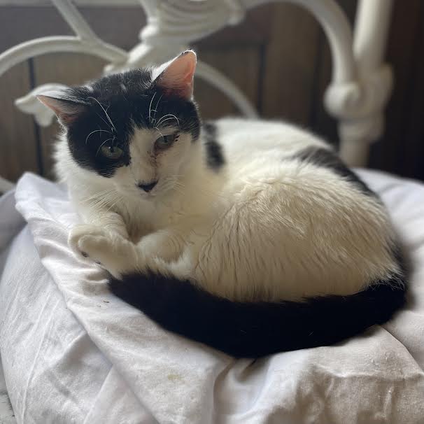 Claire, a Adoptable Domestic Short Hair in Port Wentworth, GA image 2/3