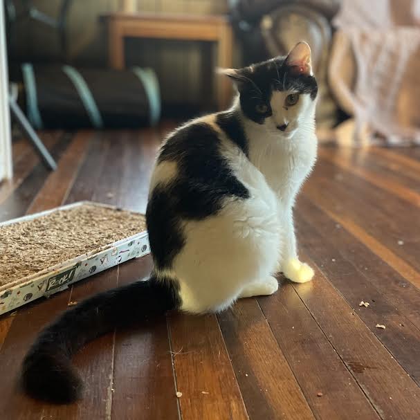 Claire, a Adoptable Domestic Short Hair in Port Wentworth, GA image 3/3