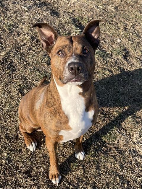 Enlarge PITZY, a Adoptable American Staffordshire Terrier in Lees Summit, MO image 1/1
