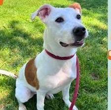 Enlarge Harley, a Adoptable mixed breed in Paris, IL image 1/1