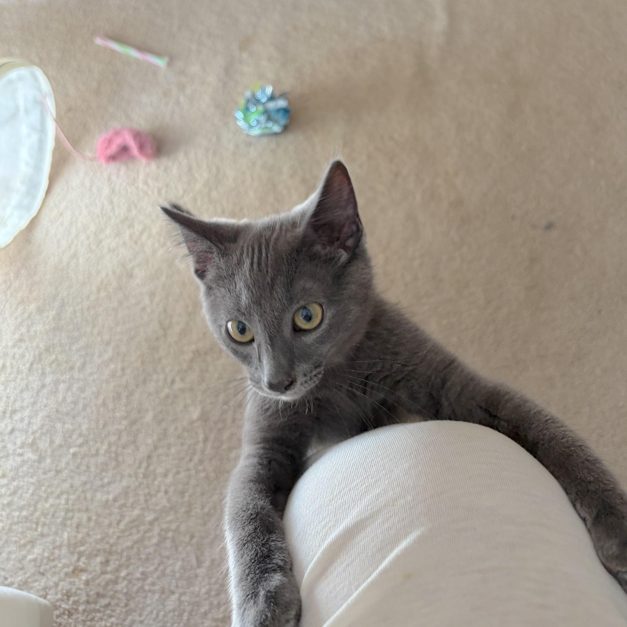 Enlarge Blue - COURTESY POST, an adopted Russian Blue in Fowlerville, MI image 2/3