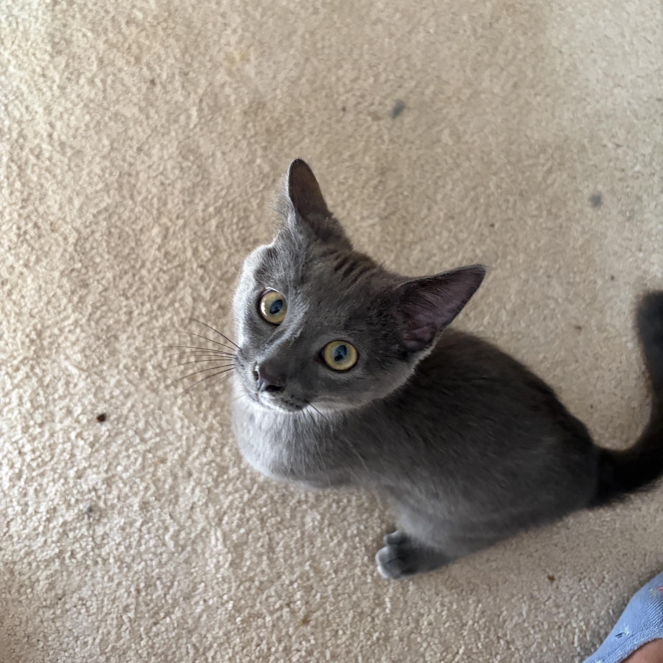 Blue - COURTESY POST, adopted, Kitten Male Russian Blue.