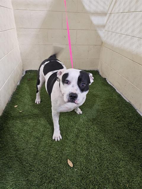 HAPPY, Adoptable, Adult Female American Bulldog & Mixed Breed.