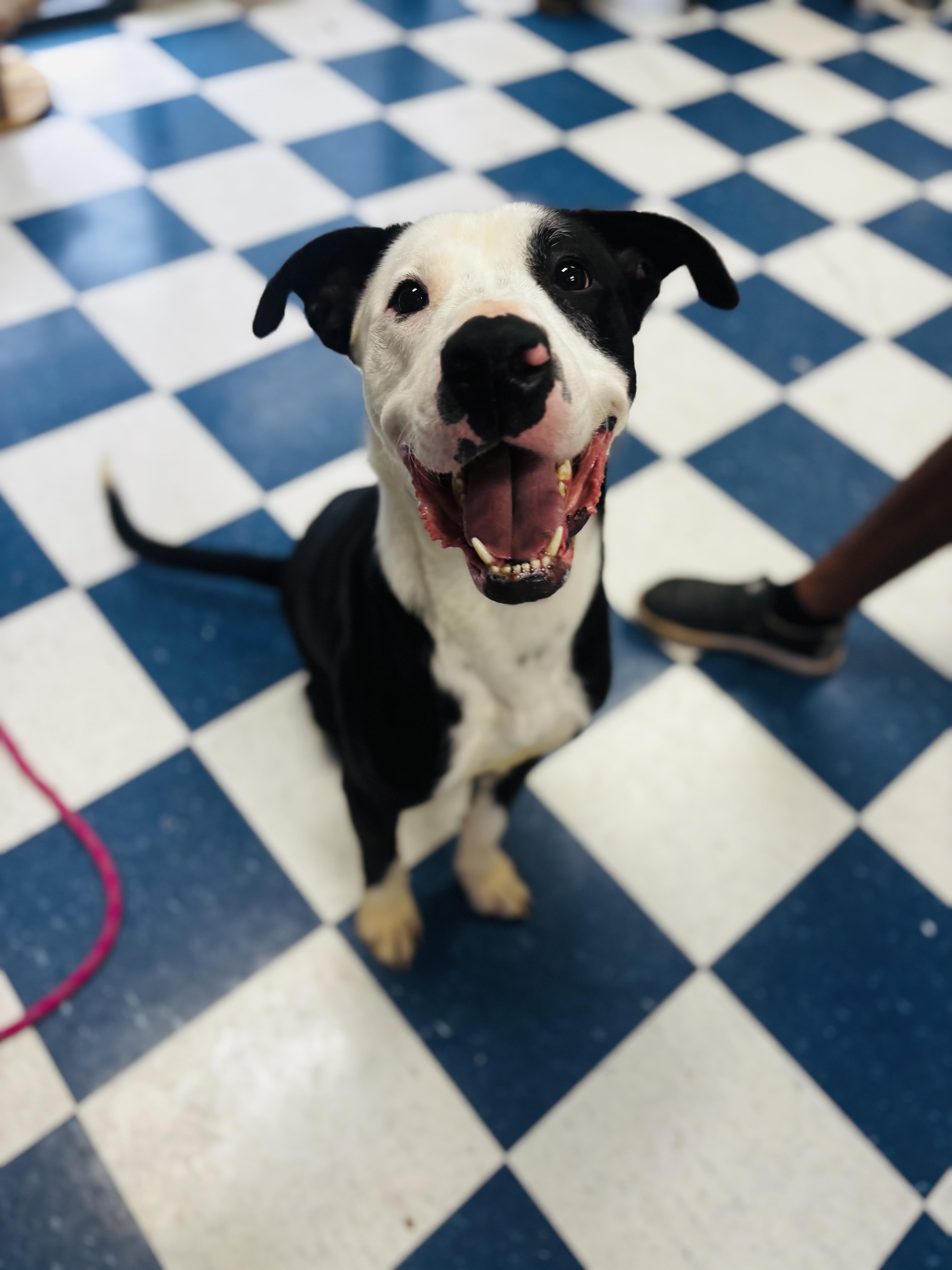 Enlarge Lucky, a ADOPTABLE mixed breed in Auburn, AL image 3/3