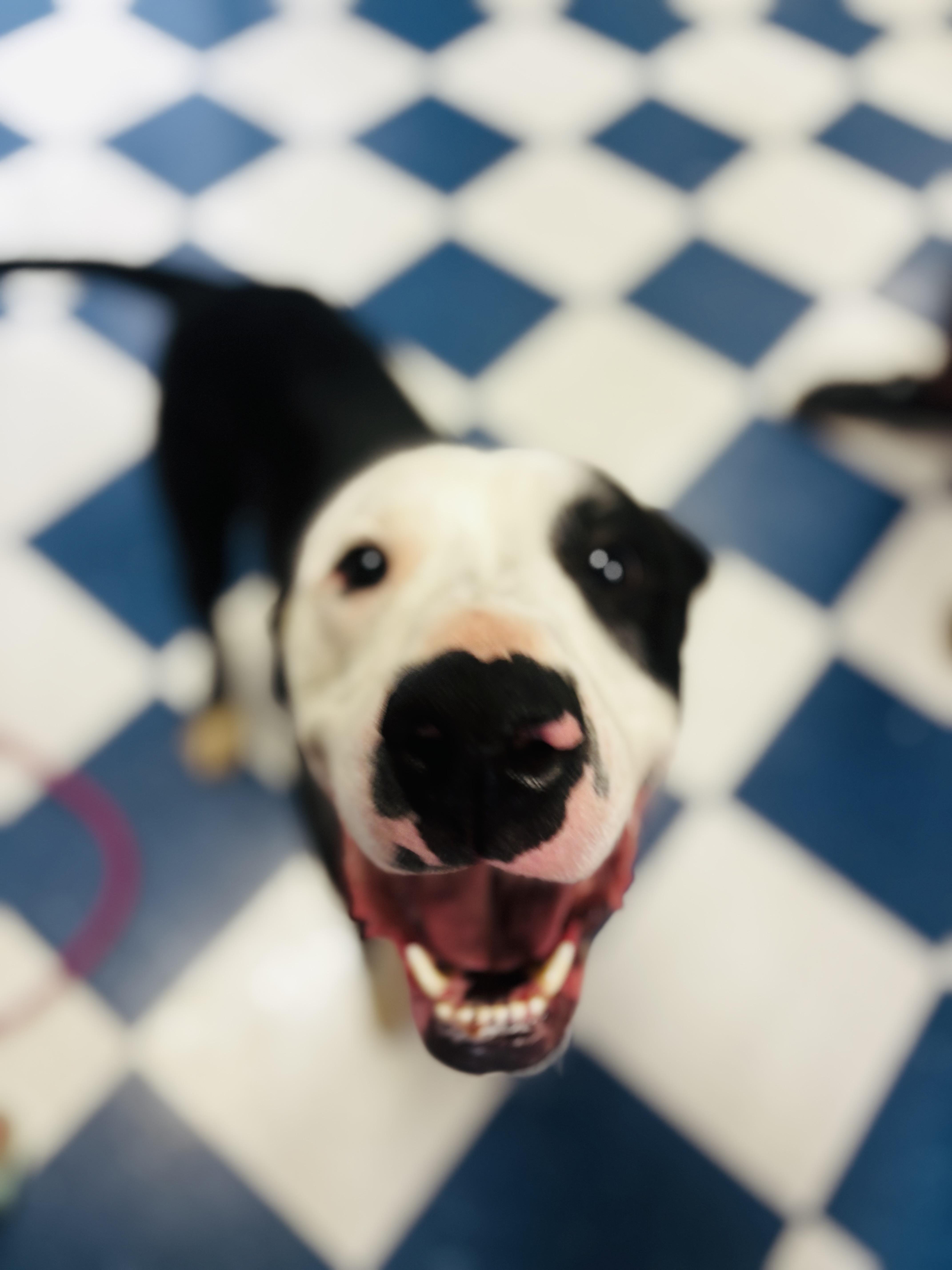 Enlarge Lucky, a ADOPTABLE mixed breed in Auburn, AL image 2/3