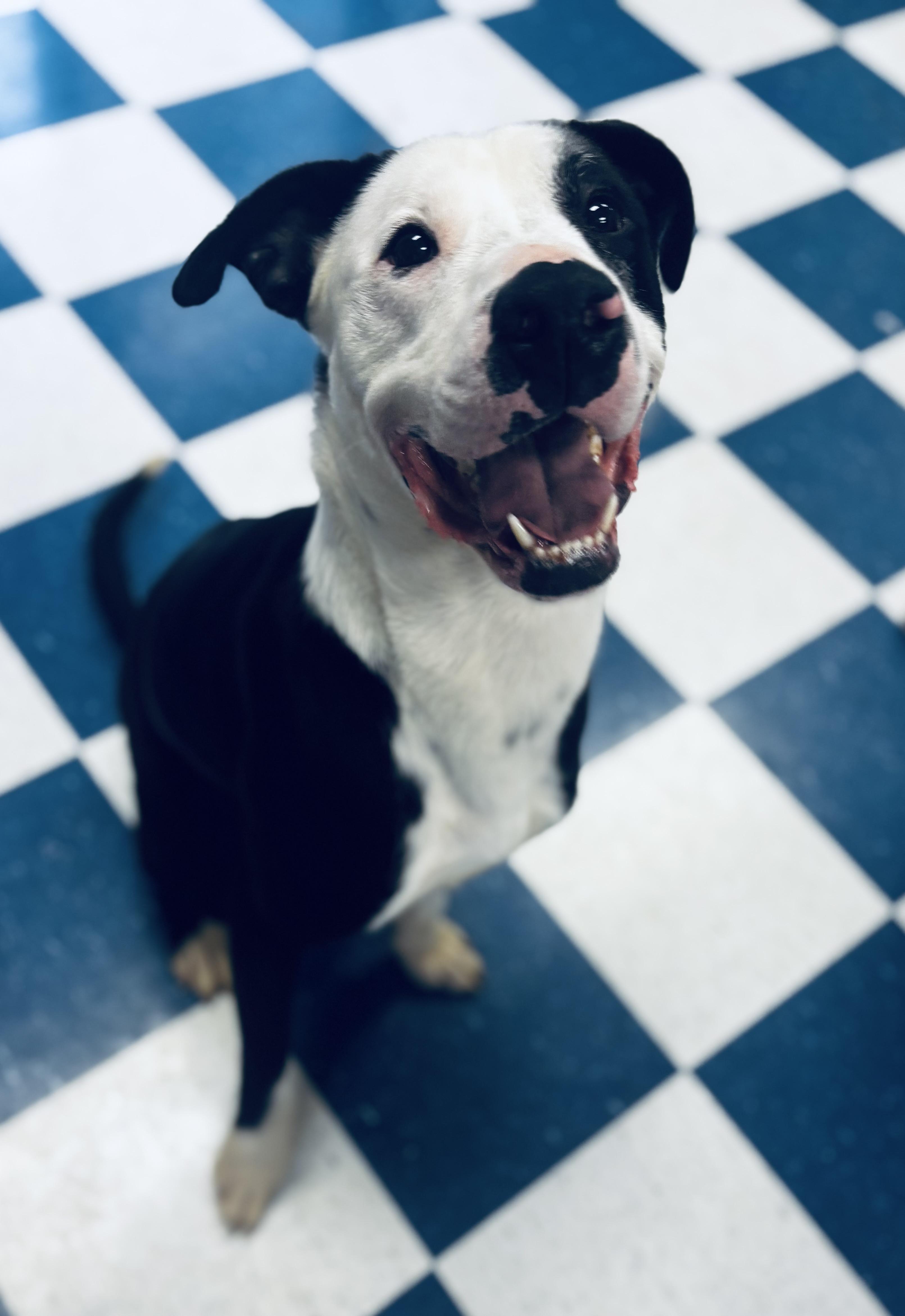 Enlarge Lucky, a ADOPTABLE mixed breed in Auburn, AL image 1/3