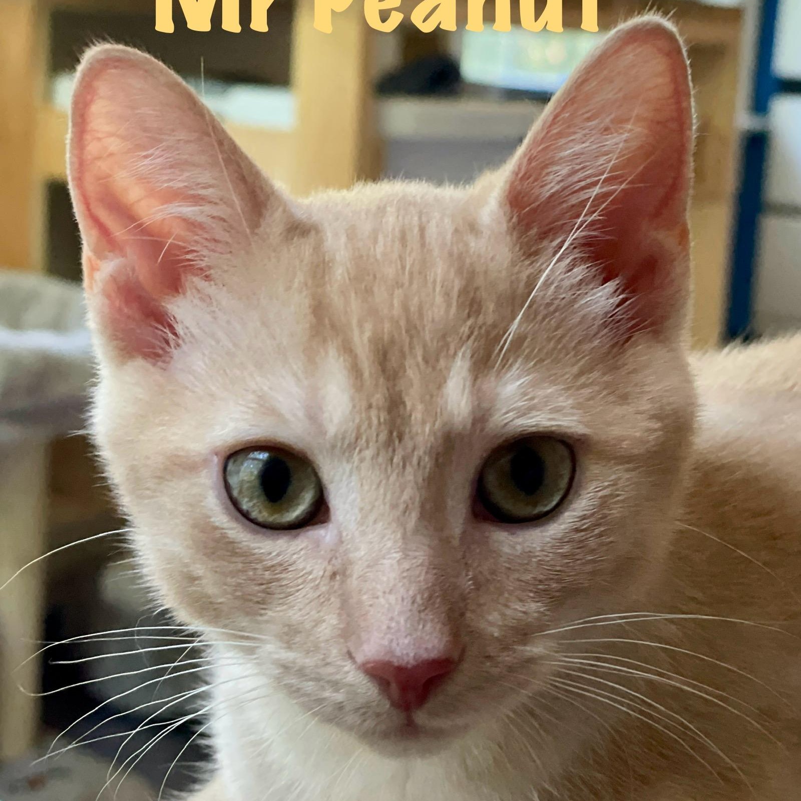 Mr Peanut photo 3