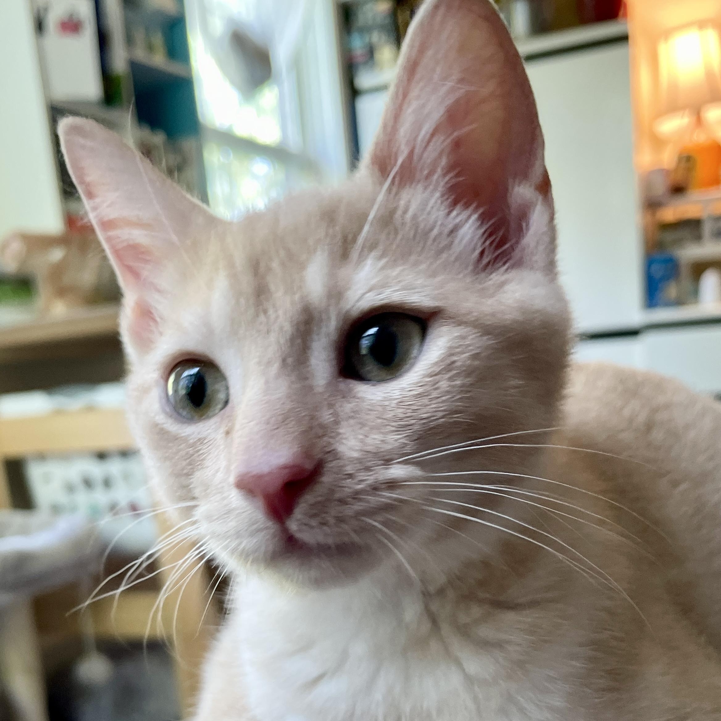 Mr Peanut, Baby Male Domestic Short Hair