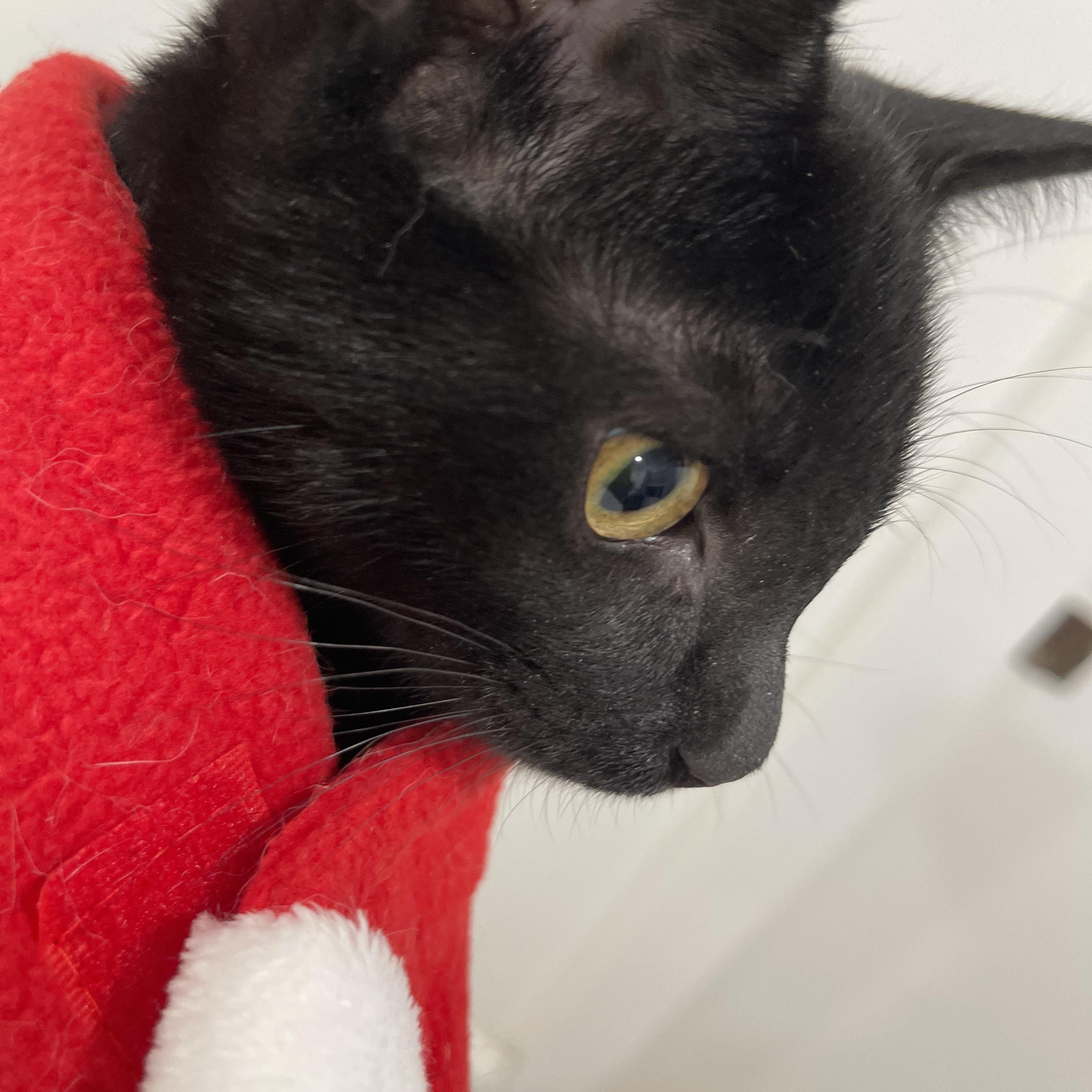 Tash, Adoptable, Kitten Male Domestic Short Hair.