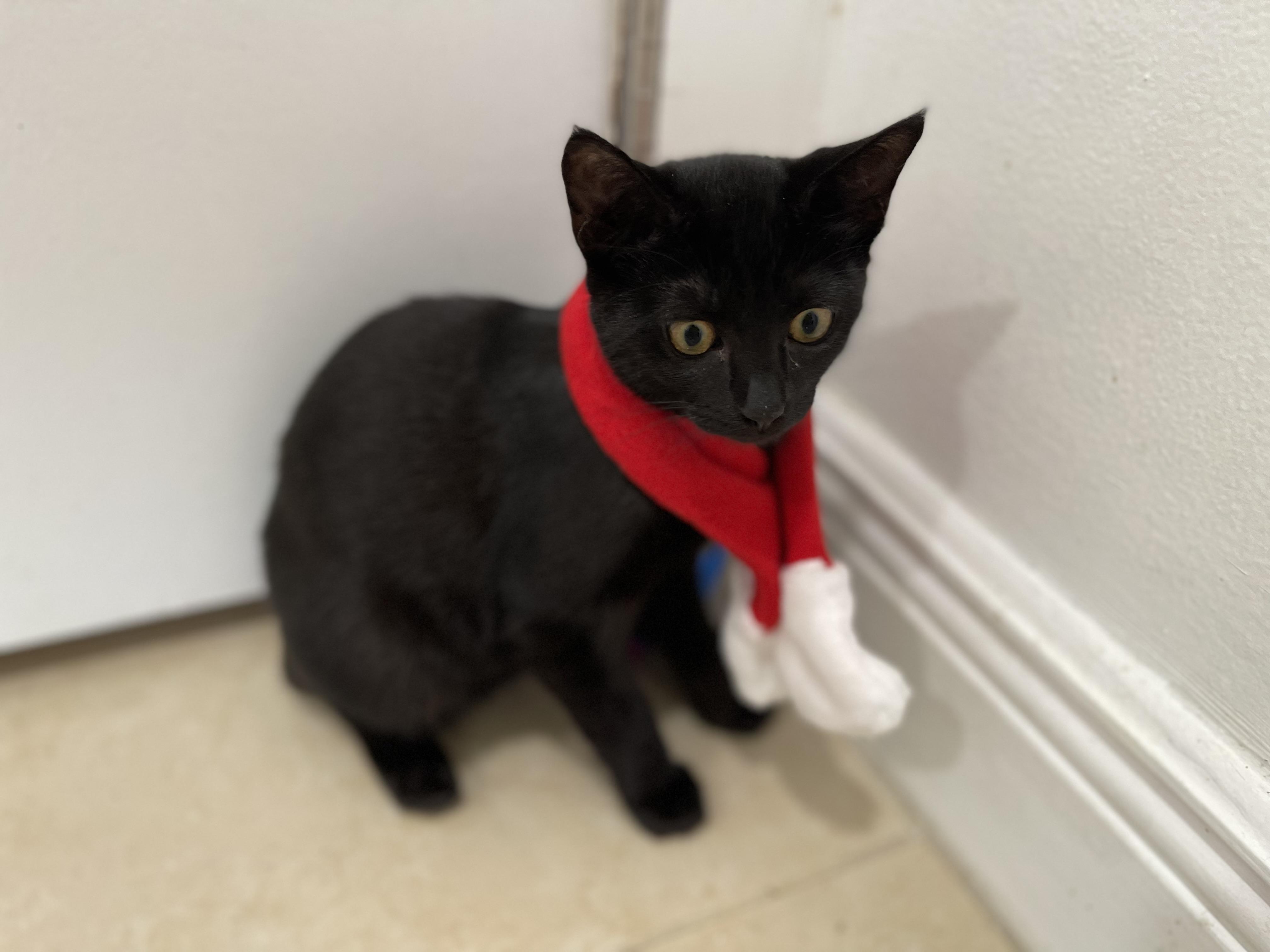 Enlarge Tash, a Adoptable mixed breed in Miami, FL image 2/4