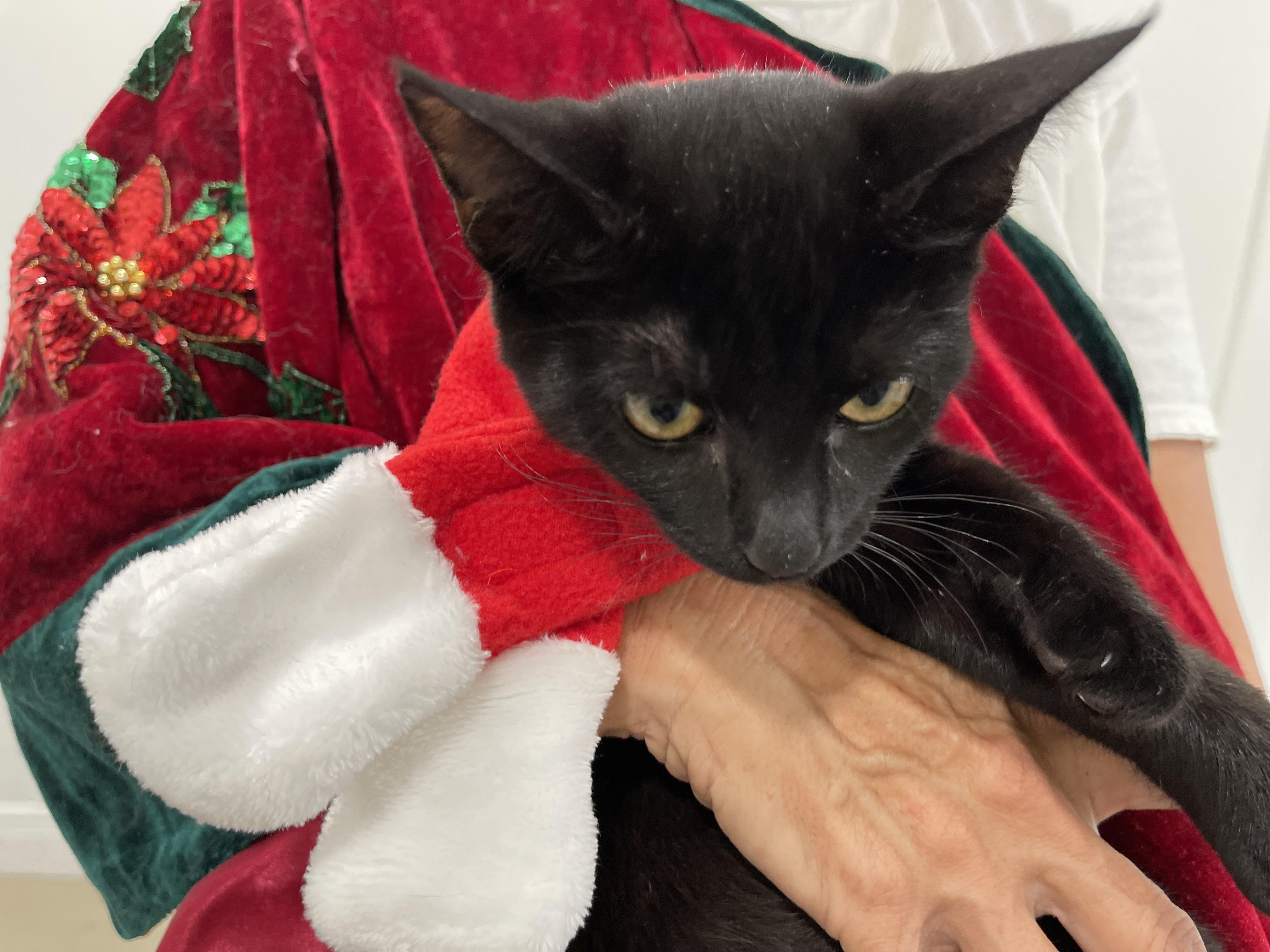 Enlarge Tash, a Adoptable mixed breed in Miami, FL image 3/4