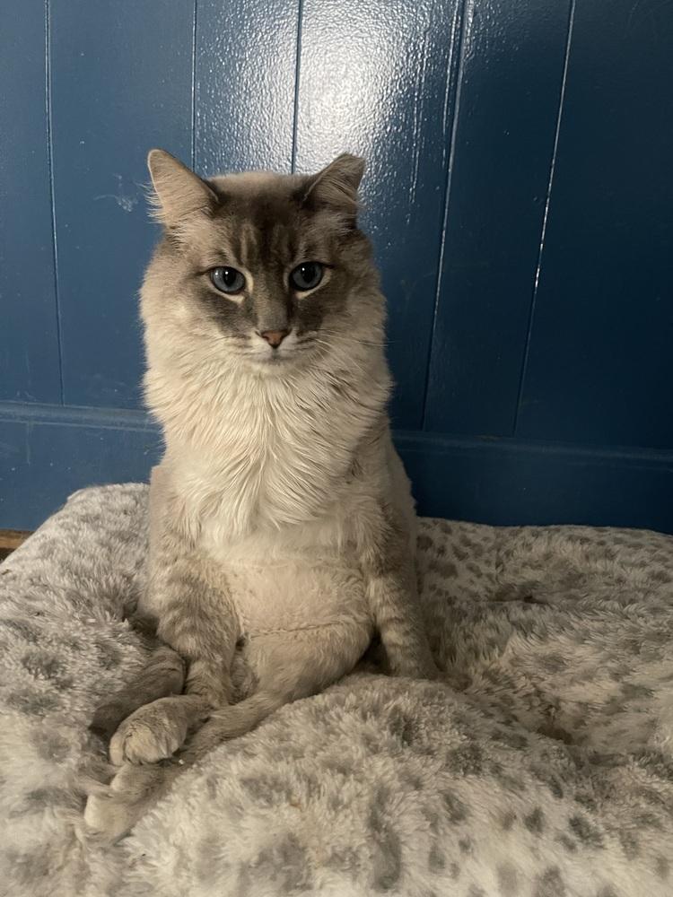 Casper, a ADOPTABLE Siamese in Woodway, TX image 3/3