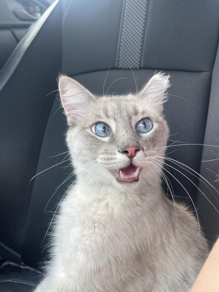 Casper, a ADOPTABLE Siamese in Woodway, TX image 2/3