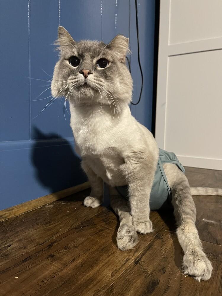 Casper, ADOPTABLE, Adult Male Siamese.