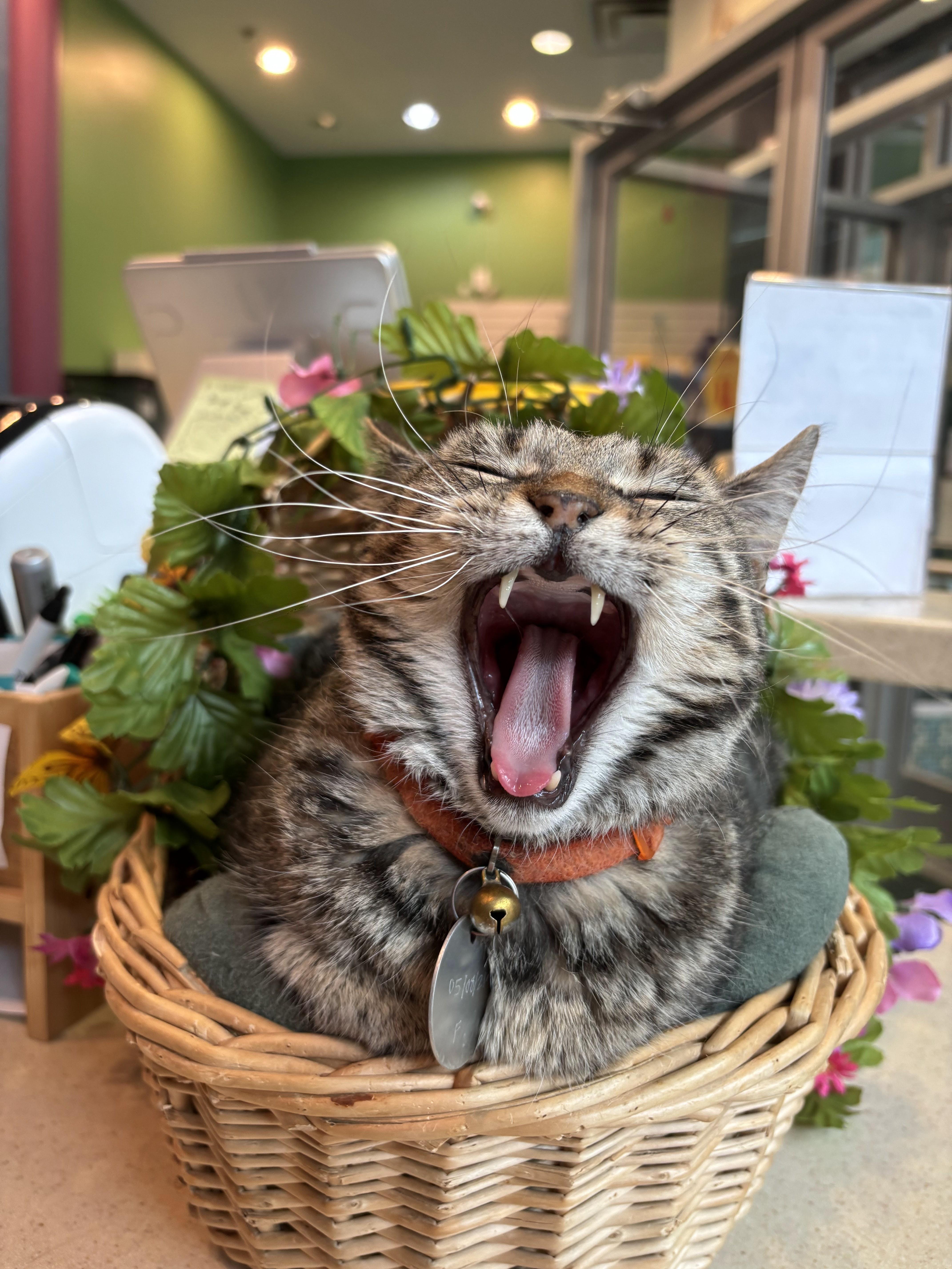 Penny, Adoptable, Adult Female Domestic Short Hair.