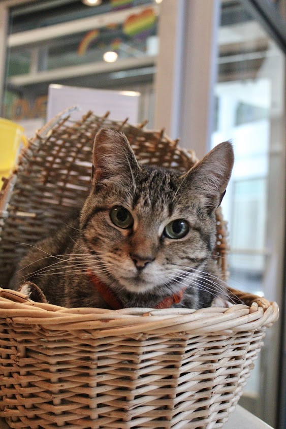 Enlarge Penny, a Adoptable Domestic Short Hair in The Colony, TX image 2/6