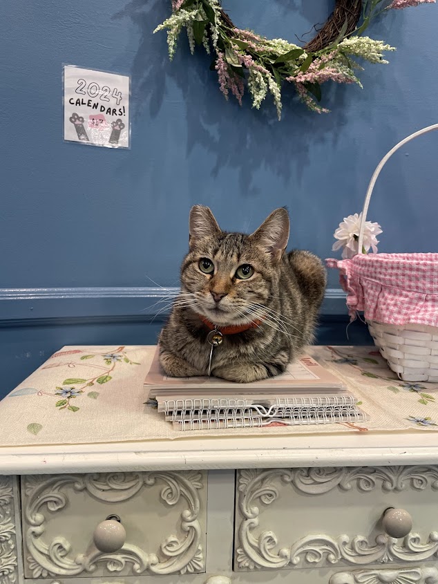 Enlarge Penny, a Adoptable Domestic Short Hair in The Colony, TX image 6/6