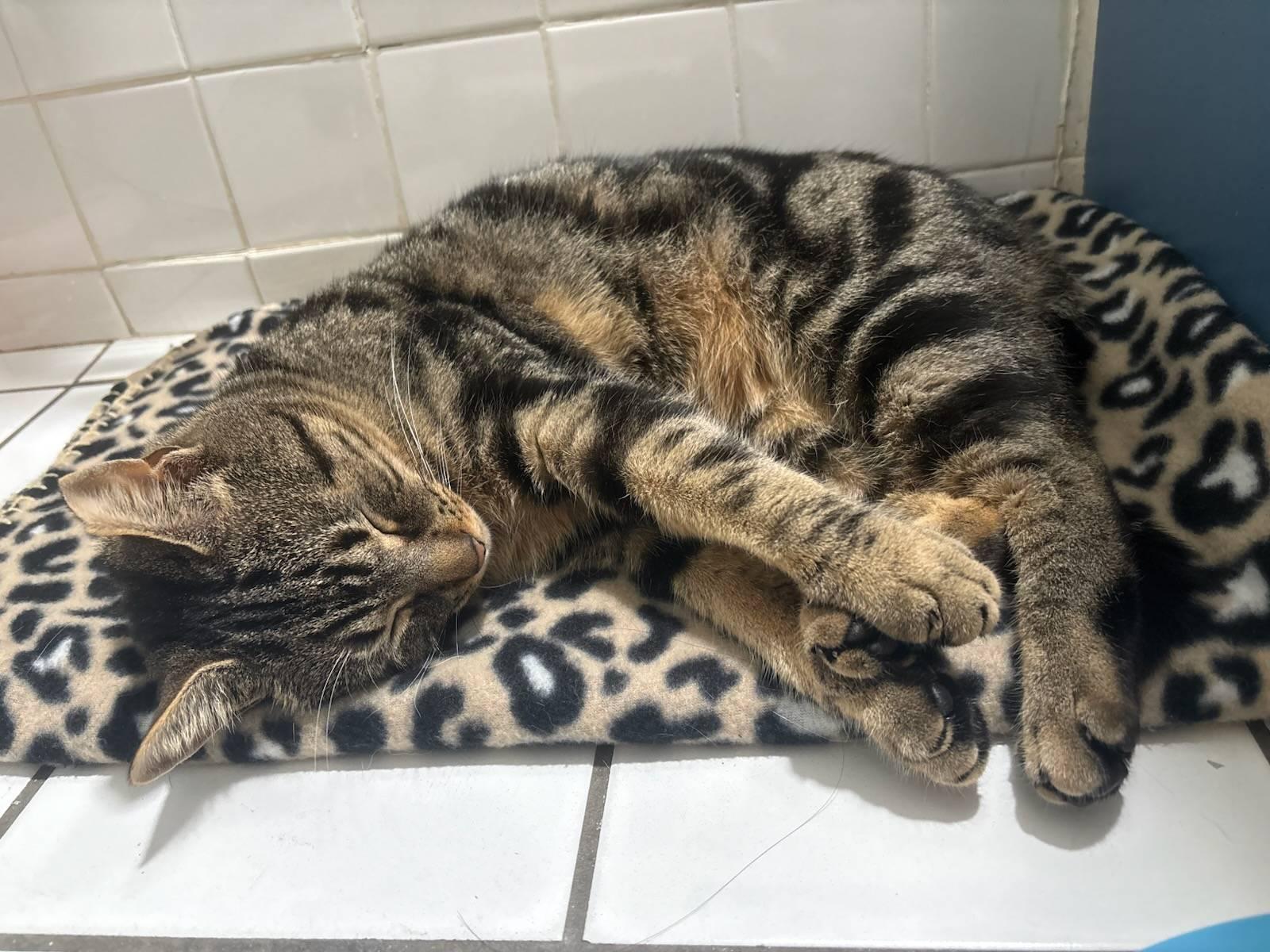 Enlarge Romeo the Sweetheart, a Adoptable Domestic Short Hair in Florham Park, NJ image 4/6