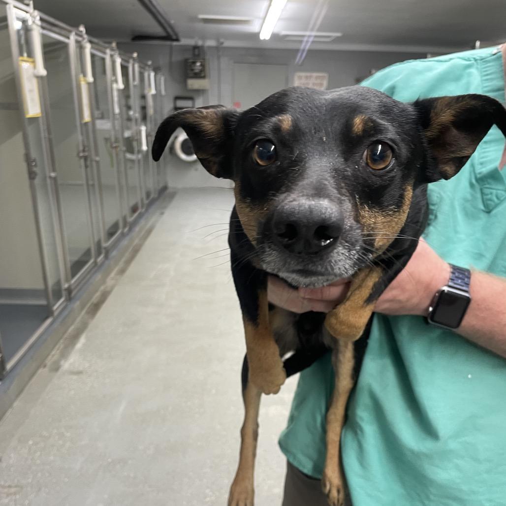 Peabody, Adoptable, Adult Male Rat Terrier & Mixed Breed.