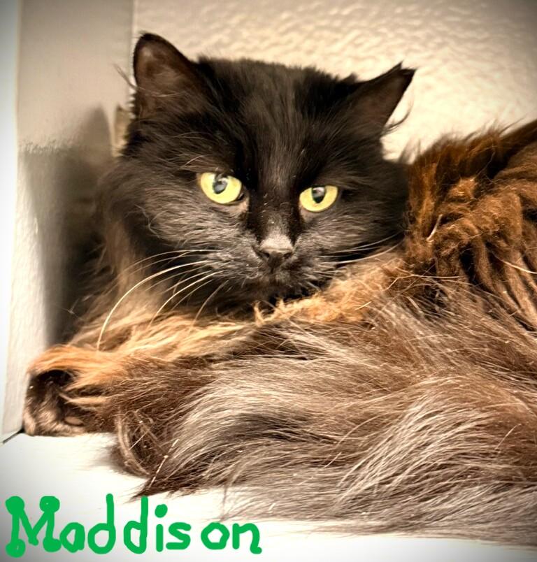 MADDISON @ Petsmart Mankato, ADOPTABLE, Adult Female Domestic Long Hair.