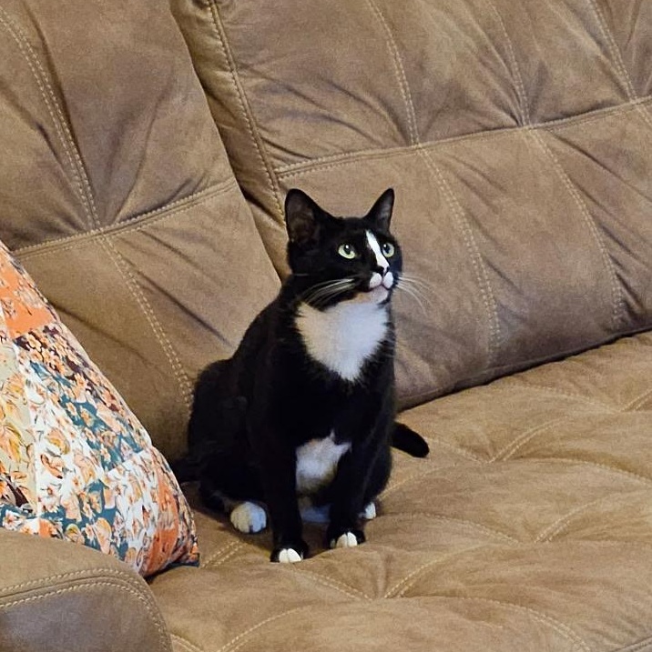 Mommy Girl, Adoptable, Young Female Domestic Short Hair.